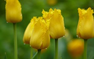 Preview wallpaper tulips, yellow, drop, leaves, petals