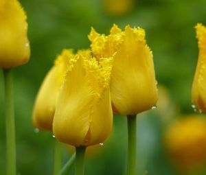 Preview wallpaper tulips, yellow, drop, leaves, petals