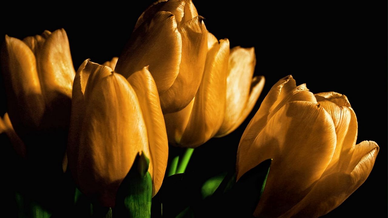 Wallpaper tulips, yellow, flowers, buds, light, black background