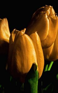 Preview wallpaper tulips, yellow, flowers, buds, light, black background