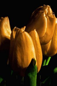 Preview wallpaper tulips, yellow, flowers, buds, light, black background