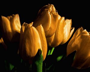 Preview wallpaper tulips, yellow, flowers, buds, light, black background