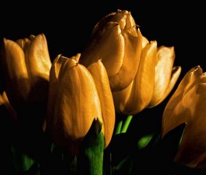 Preview wallpaper tulips, yellow, flowers, buds, light, black background