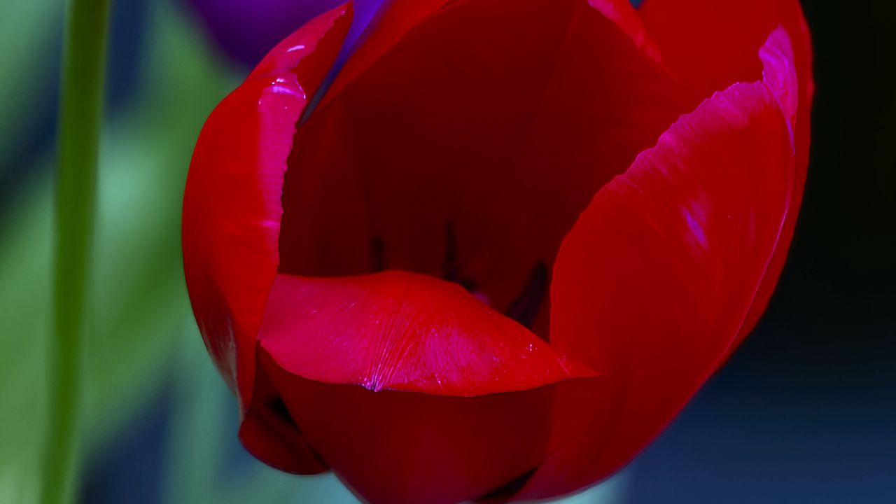 Wallpaper tulips, yellow, red, flowers, macro