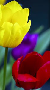 Preview wallpaper tulips, yellow, red, flowers, macro