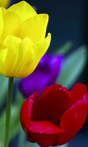 Preview wallpaper tulips, yellow, red, flowers, macro