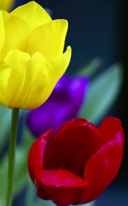 Preview wallpaper tulips, yellow, red, flowers, macro