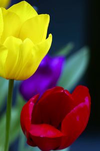 Preview wallpaper tulips, yellow, red, flowers, macro