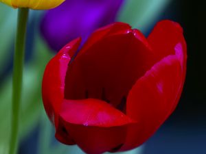 Preview wallpaper tulips, yellow, red, flowers, macro