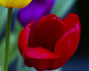 Preview wallpaper tulips, yellow, red, flowers, macro