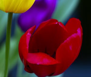 Preview wallpaper tulips, yellow, red, flowers, macro