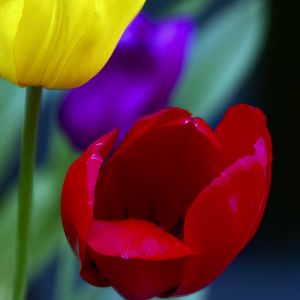 Preview wallpaper tulips, yellow, red, flowers, macro