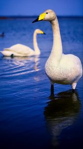 Preview wallpaper tundra swan, swan, bird, beak