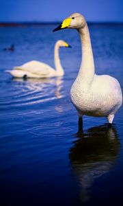 Preview wallpaper tundra swan, swan, bird, beak