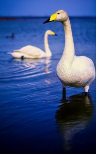 Preview wallpaper tundra swan, swan, bird, beak