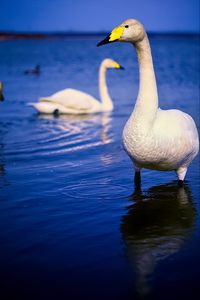 Preview wallpaper tundra swan, swan, bird, beak