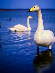 Preview wallpaper tundra swan, swan, bird, beak