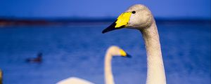 Preview wallpaper tundra swan, swan, bird, beak