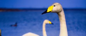 Preview wallpaper tundra swan, swan, bird, beak