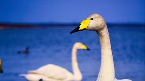 Preview wallpaper tundra swan, swan, bird, beak