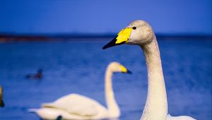 Preview wallpaper tundra swan, swan, bird, beak