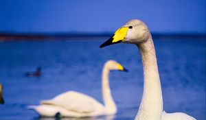 Preview wallpaper tundra swan, swan, bird, beak