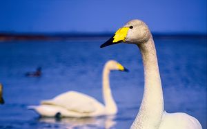 Preview wallpaper tundra swan, swan, bird, beak