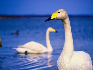 Preview wallpaper tundra swan, swan, bird, beak