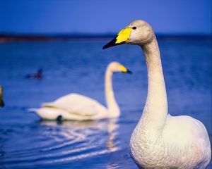 Preview wallpaper tundra swan, swan, bird, beak