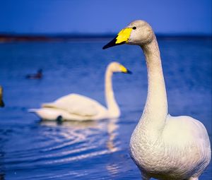 Preview wallpaper tundra swan, swan, bird, beak