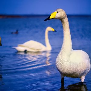 Preview wallpaper tundra swan, swan, bird, beak