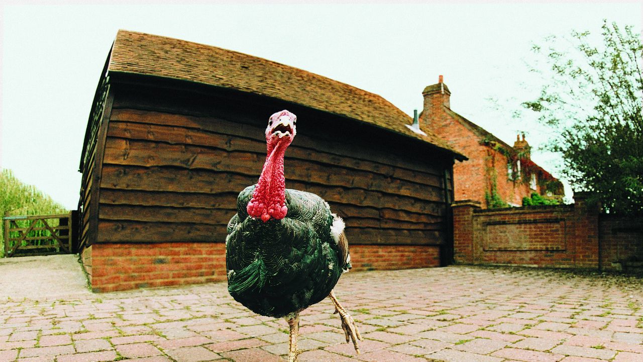 Wallpaper turkey, female, bird