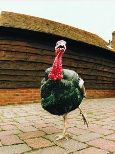 Preview wallpaper turkey, female, bird