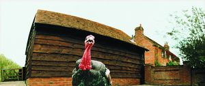Preview wallpaper turkey, female, bird
