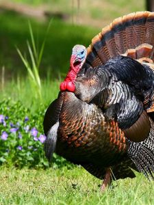 Preview wallpaper turkey, grass, feathers, bird