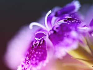 Preview wallpaper turkish carnation, flower, macro