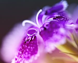 Preview wallpaper turkish carnation, flower, macro