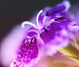 Preview wallpaper turkish carnation, flower, macro