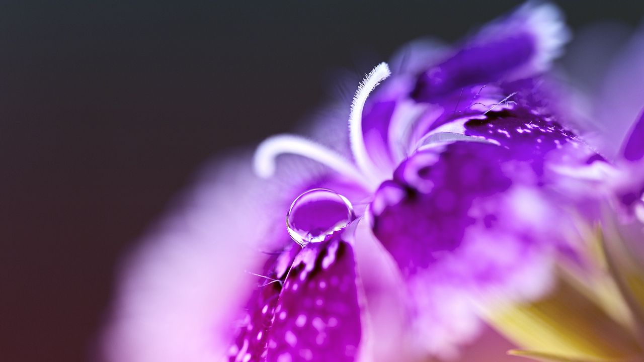 Wallpaper turkish, flower, pink, drop, macro hd, picture, image