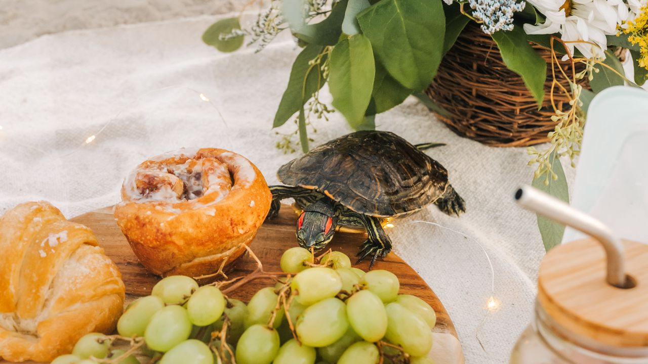 Wallpaper turtle, animal, grapes, fruits, flowers