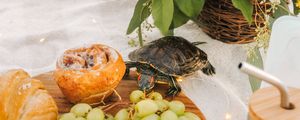 Preview wallpaper turtle, animal, grapes, fruits, flowers