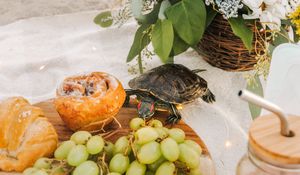 Preview wallpaper turtle, animal, grapes, fruits, flowers