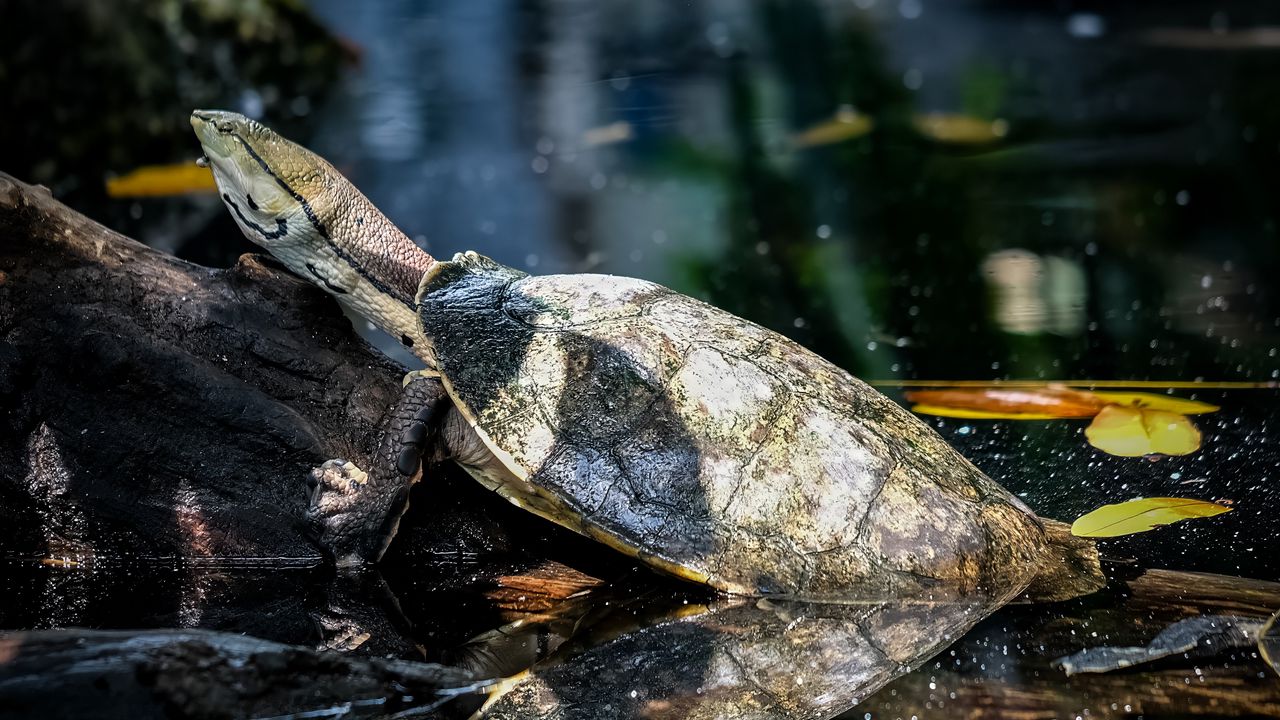 Wallpaper turtle, animal, reflection, water, log