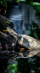 Preview wallpaper turtle, animal, reflection, water, log