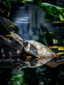 Preview wallpaper turtle, animal, reflection, water, log