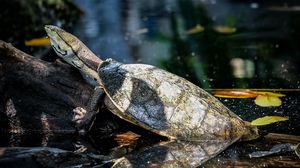 Preview wallpaper turtle, animal, reflection, water, log