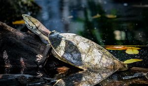 Preview wallpaper turtle, animal, reflection, water, log