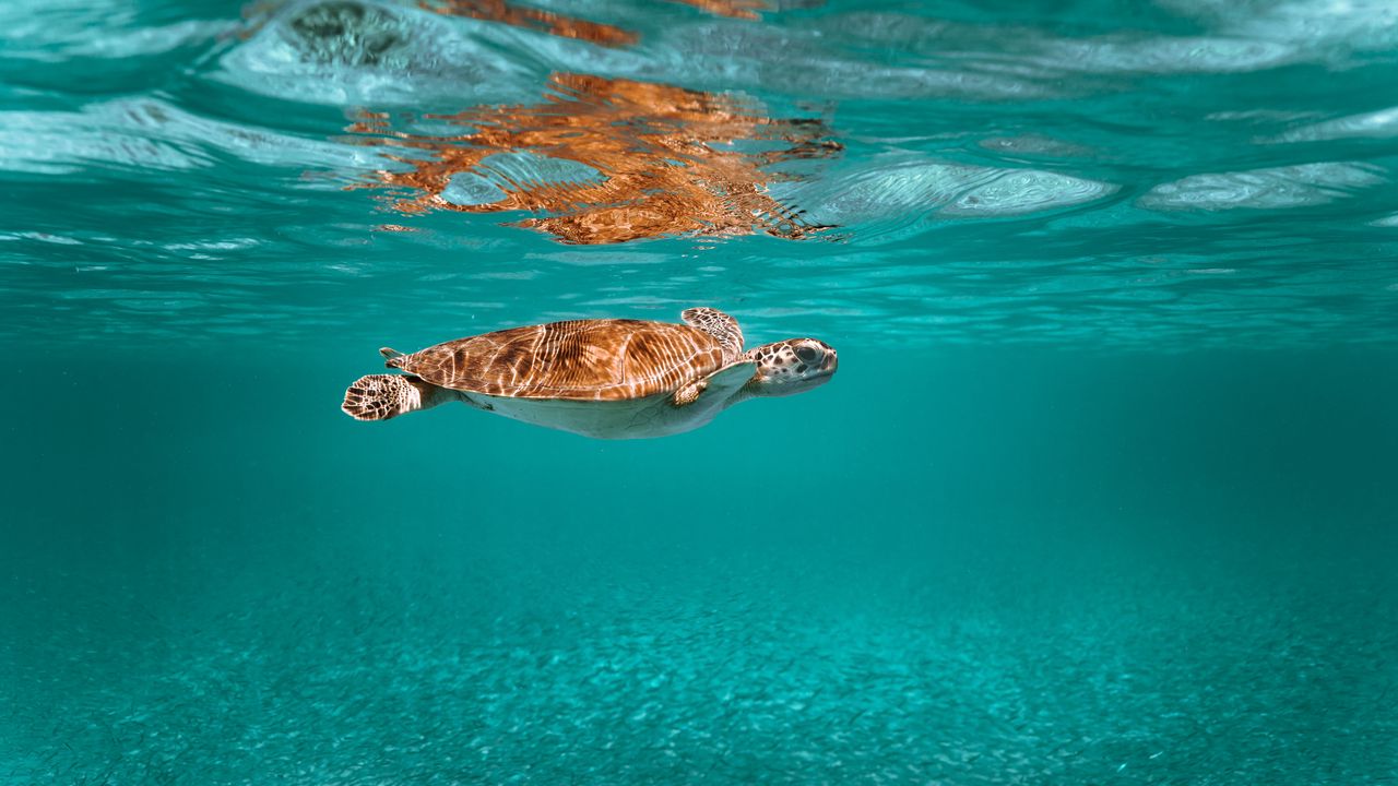 Wallpaper turtle, animal, underwater world, water