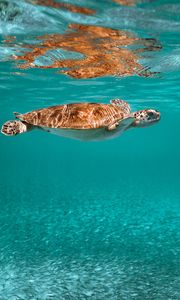 Preview wallpaper turtle, animal, underwater world, water
