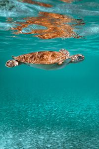 Preview wallpaper turtle, animal, underwater world, water